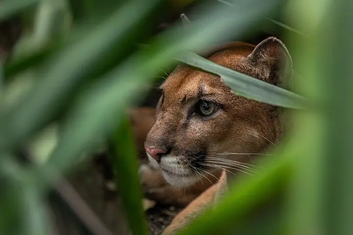 Puma in the Osa Peninsula