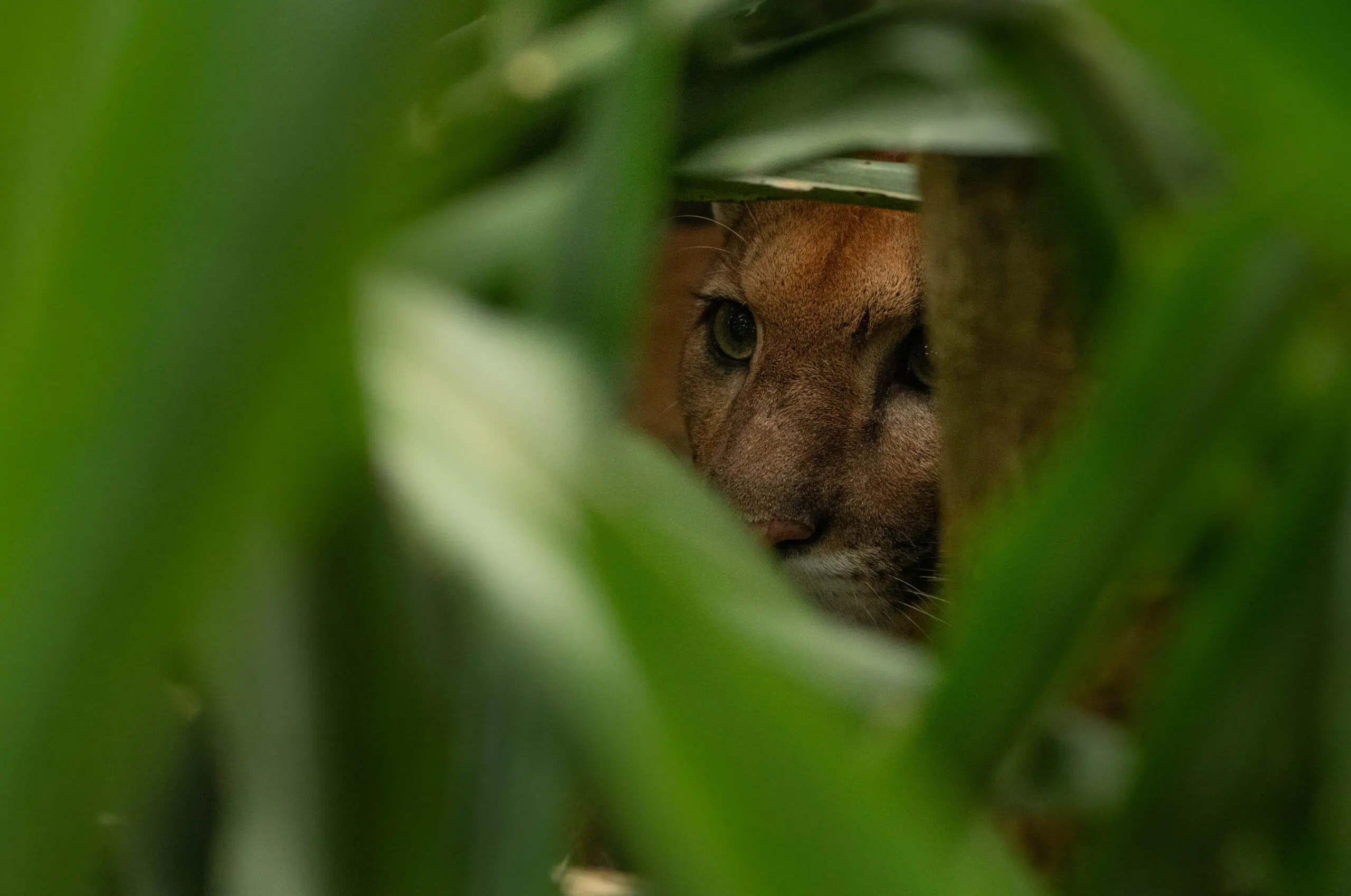 Wildlife in Corcovado National Park