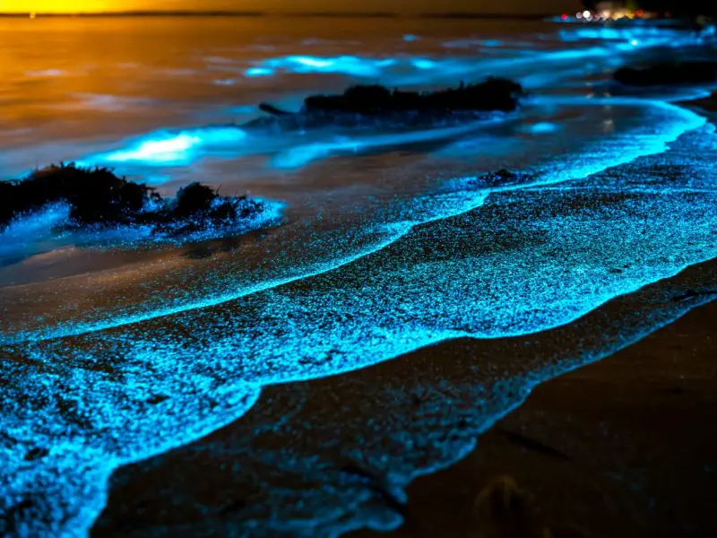 Kayakista experimentando bioluminiscencia en Golfo Dulce por la noche