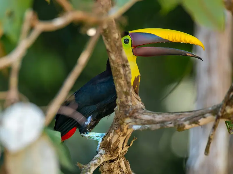 Viajero observando aves en la Península de Osa