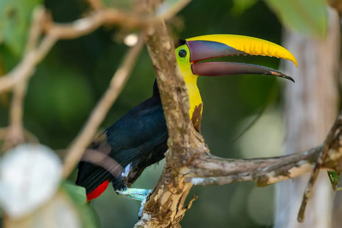 Experiencia de observación de aves - Image 1