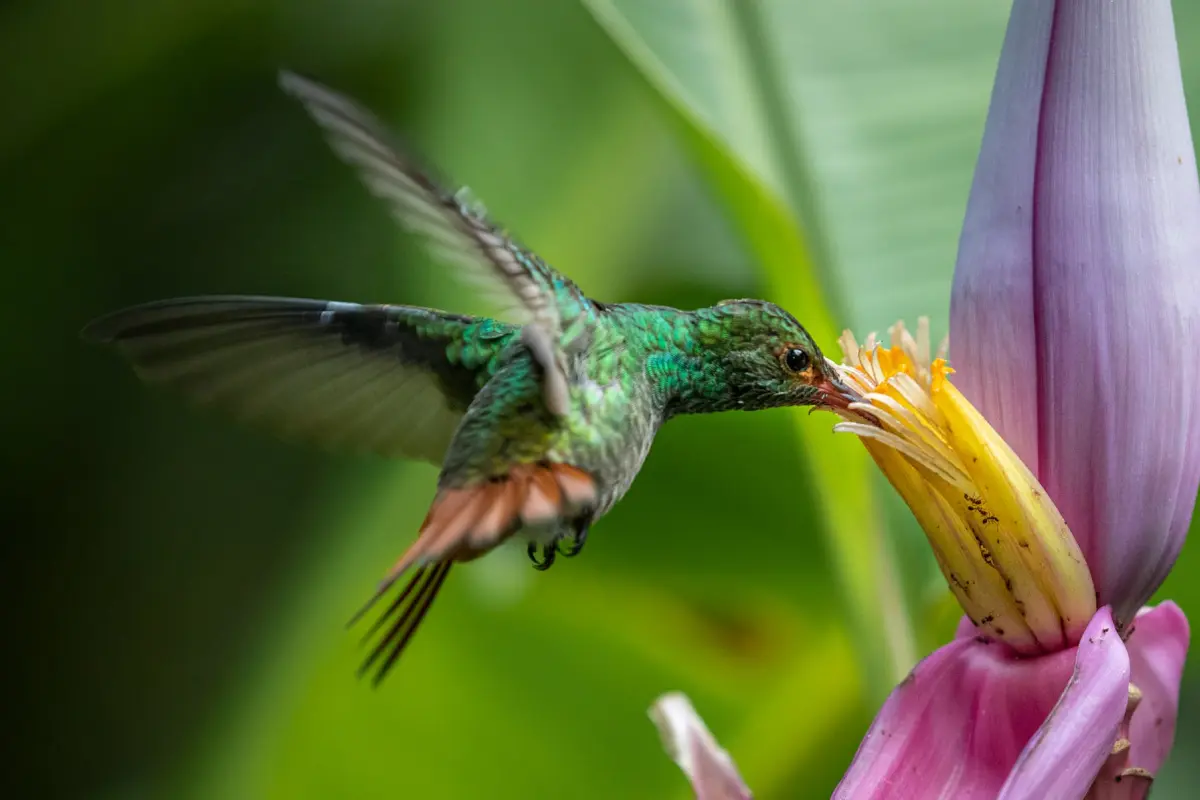 Experiencia de observación de aves - Image 2