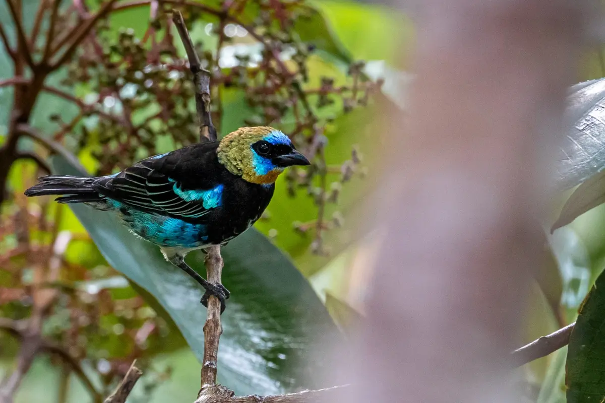 Experiencia de observación de aves - Image 3