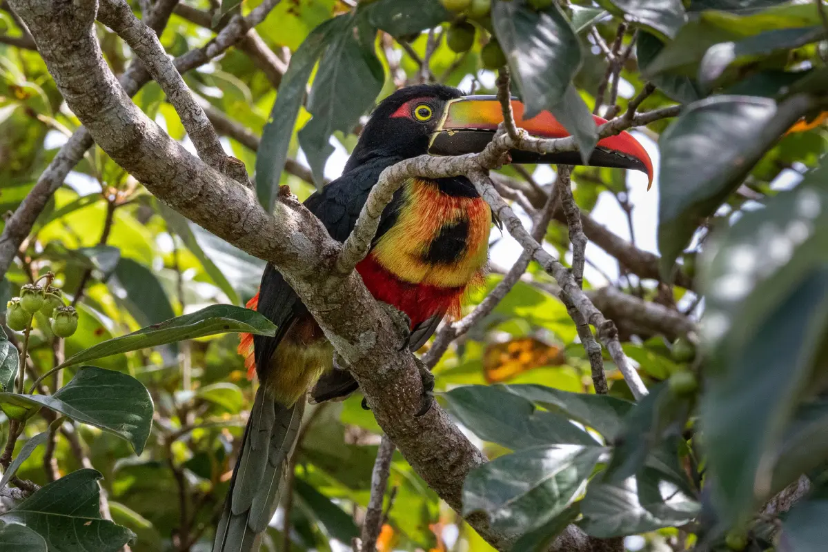 Experiencia de observación de aves - Image 4