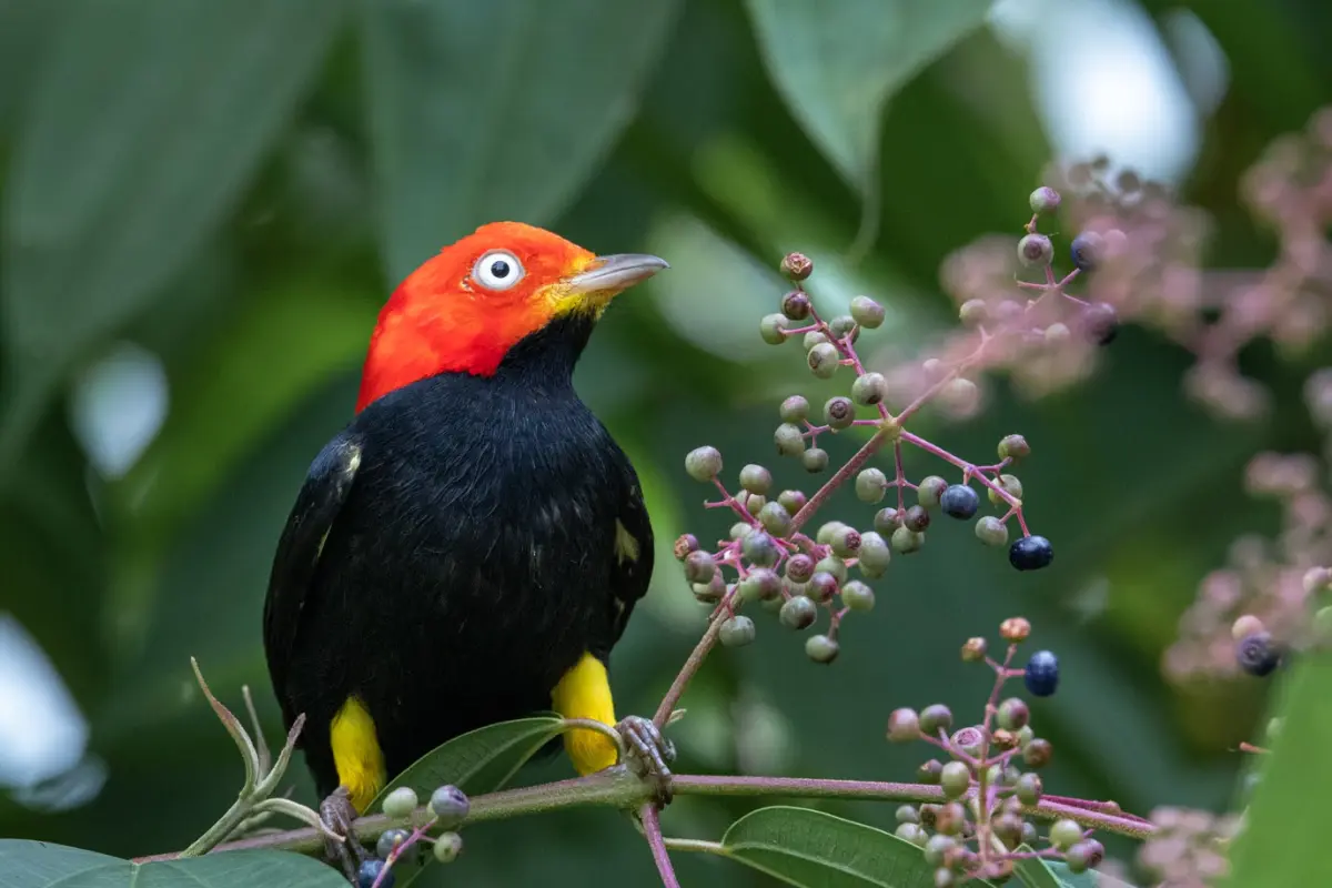 Experiencia de observación de aves - Image 5