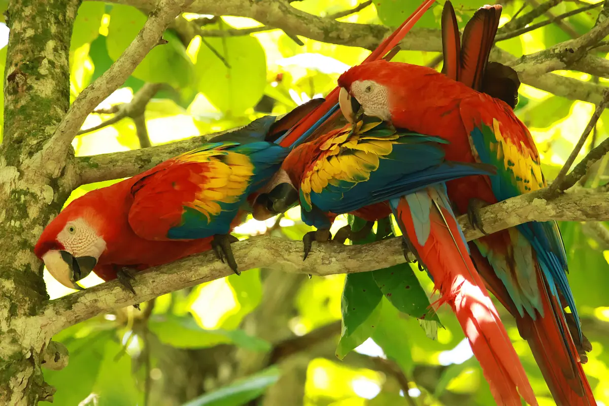 Experiencia de observación de aves - Image 6
