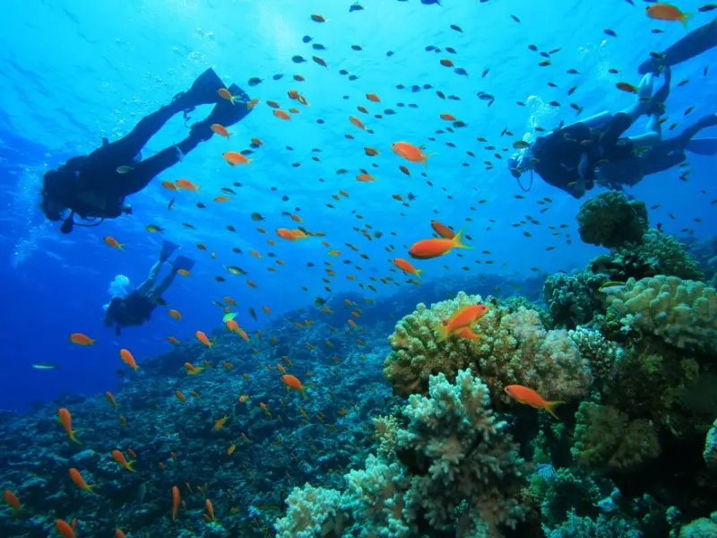 Snorkel y buceo en Isla del Caño