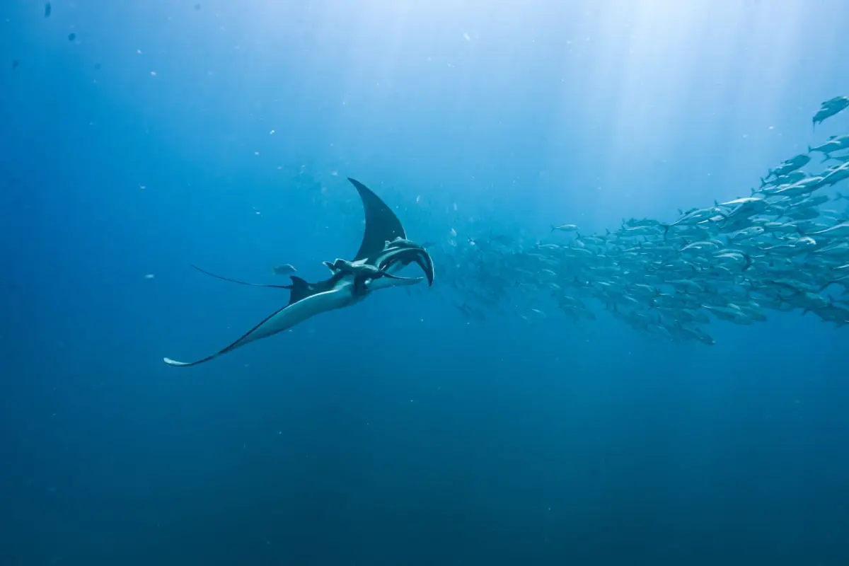 Snorkel y buceo en Isla del Caño - Image 2