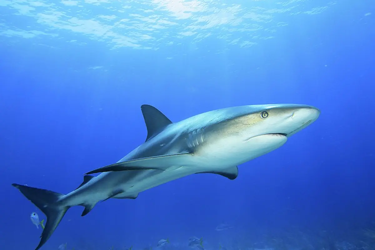 Snorkel y buceo en Isla del Caño - Image 3
