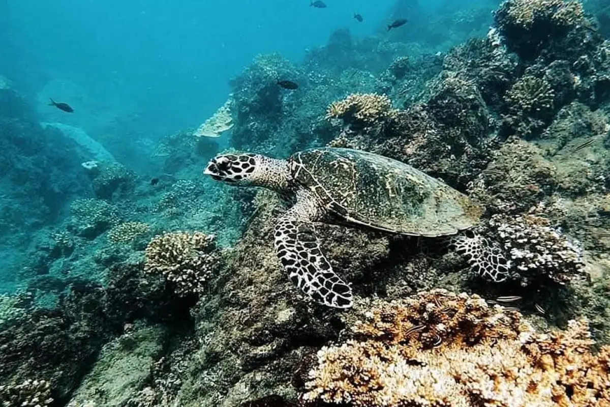 Snorkel y buceo en Isla del Caño - Image 4