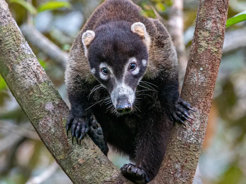 Corcovado National Park wildlife and scenery