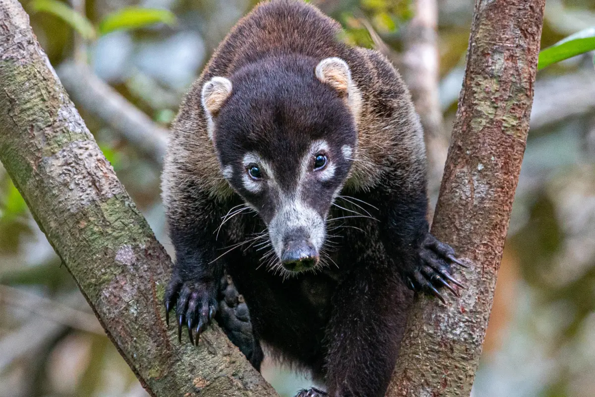 Best of Osa: Corcovado & more! - Image 1