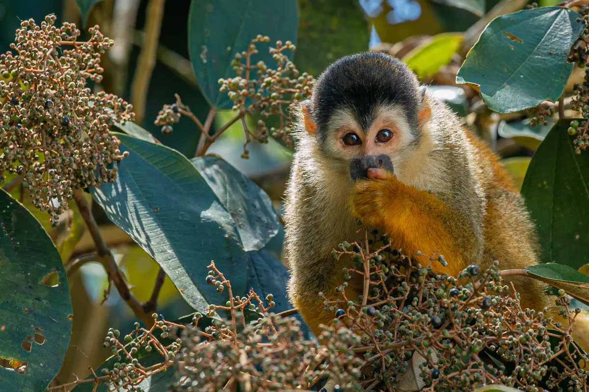 Best of Osa: Corcovado & more! - Image 3