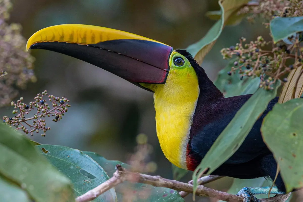 Best of Osa: Corcovado & more! - Image 4