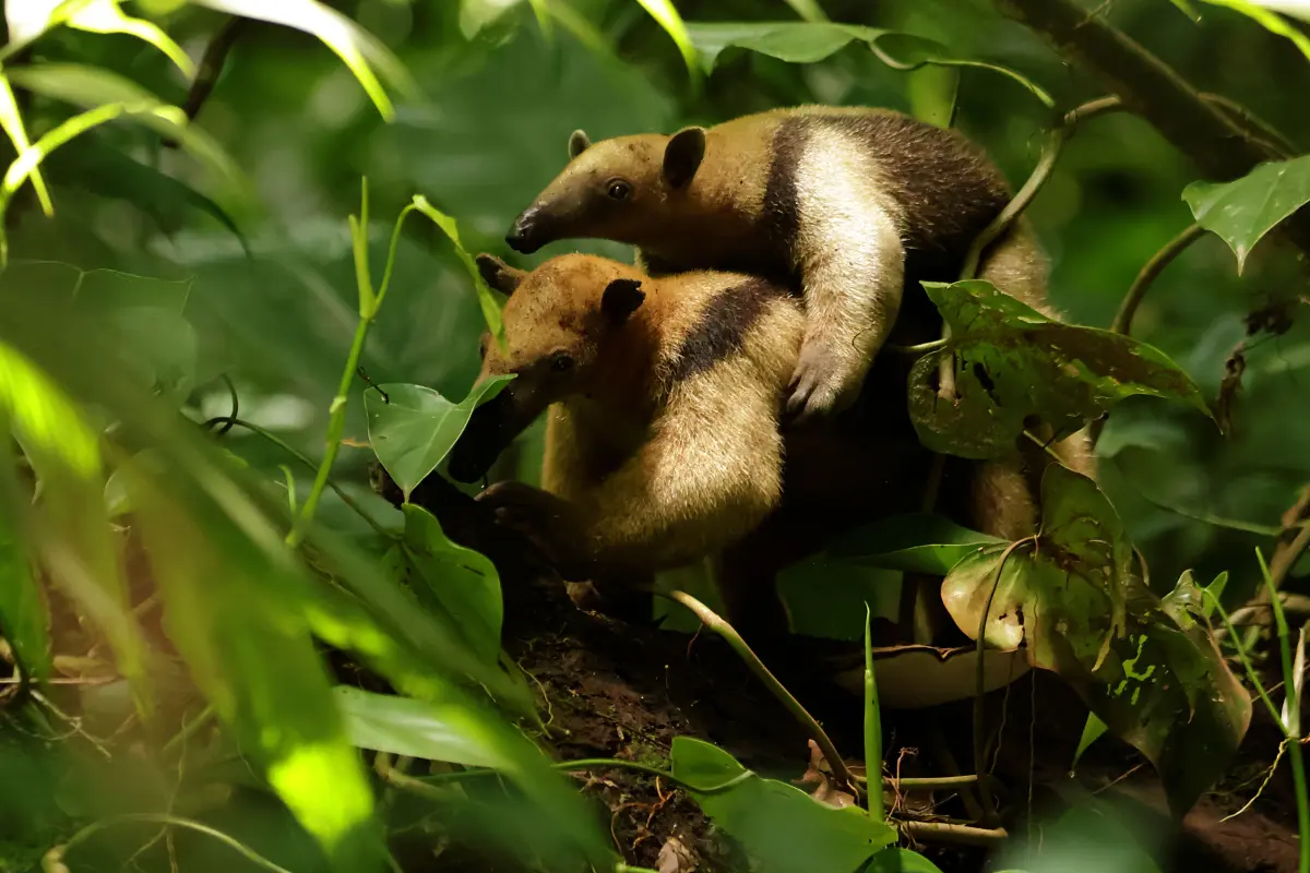 Best of Osa: Corcovado & more! - Image 5