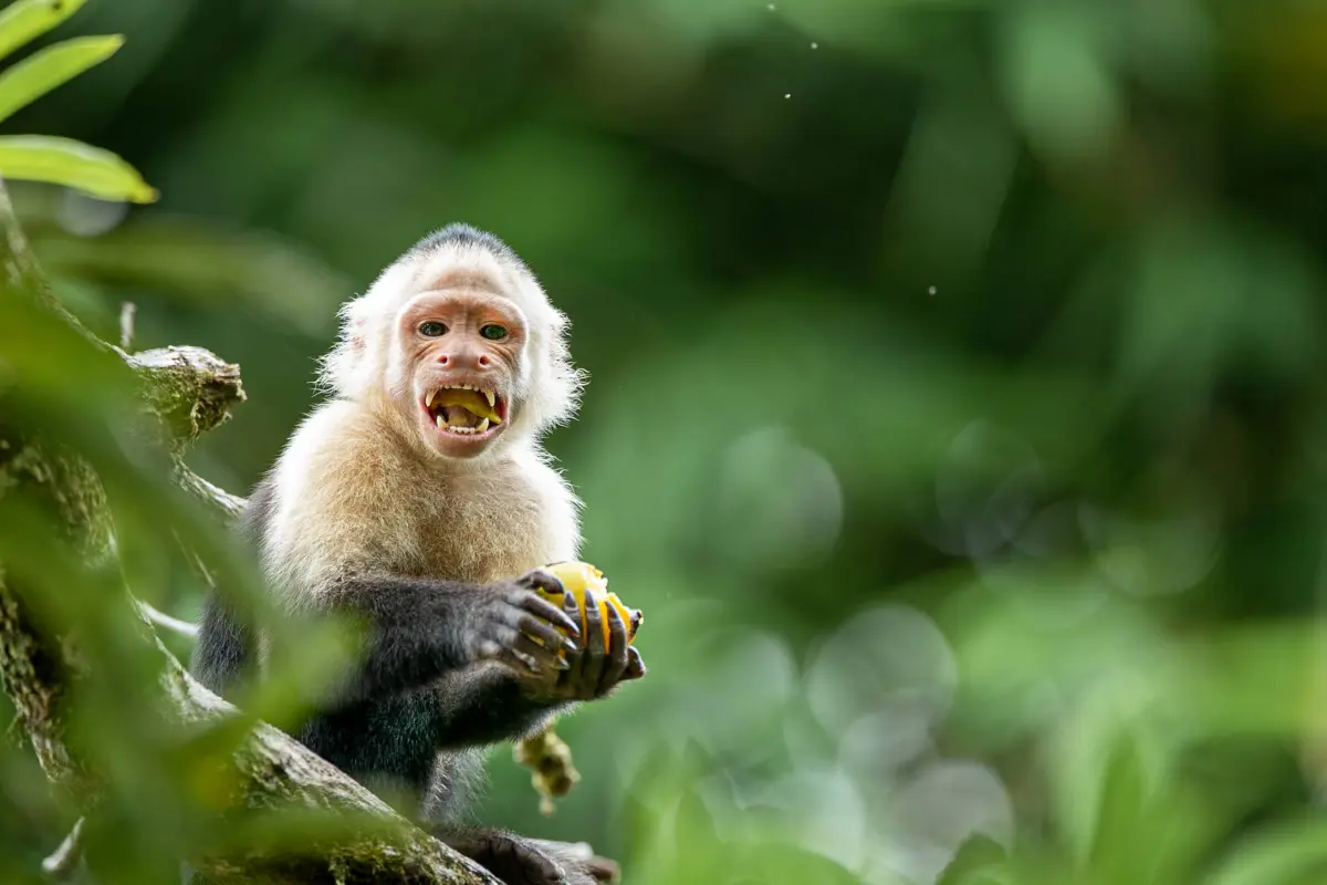 Corcovado experience: Day trip to La Leona - Image 1