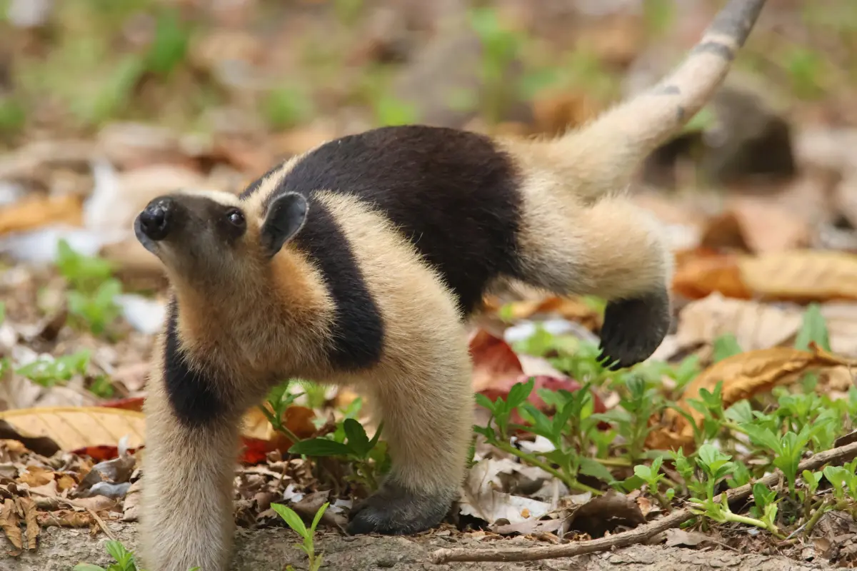 Corcovado experience: Day trip to La Leona - Image 3