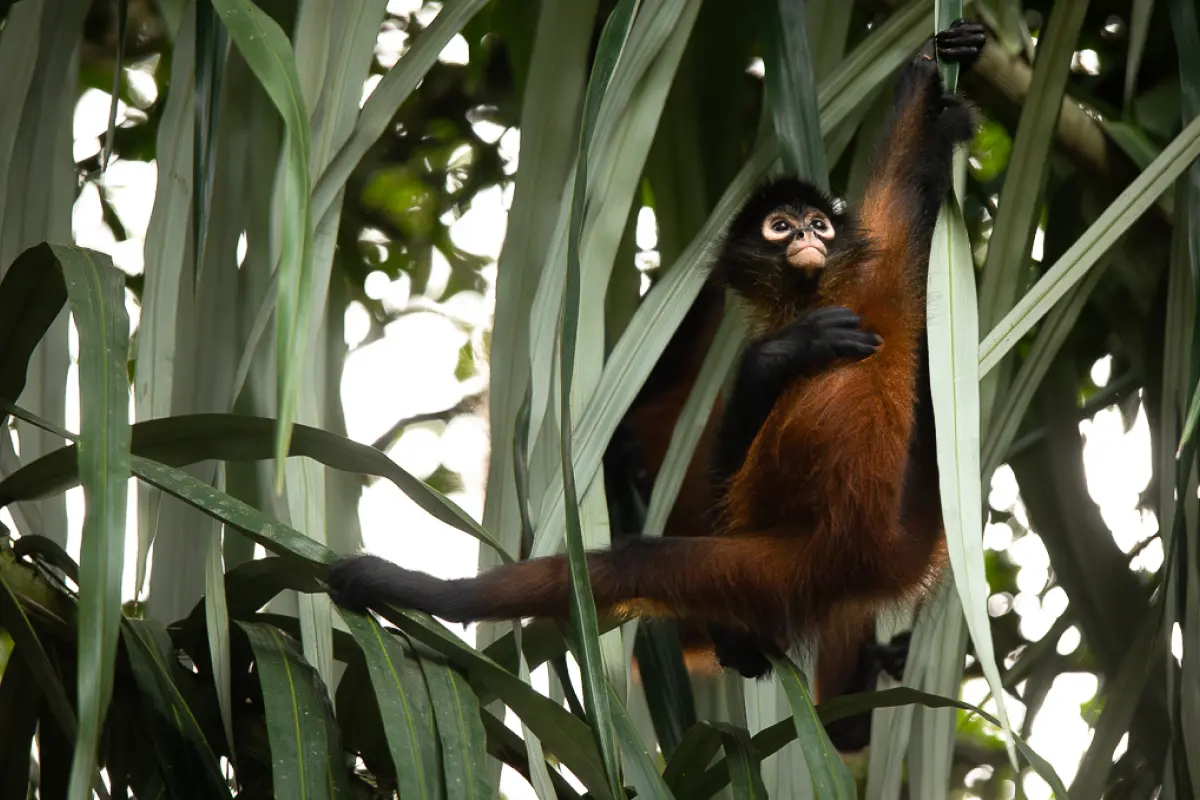 Corcovado experience: Day trip to La Leona - Image 6