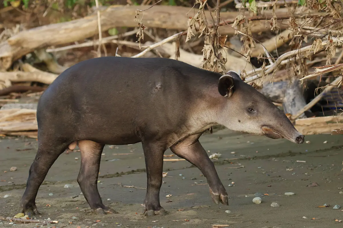 Corcovado experience: Day trip to Sirena - Image 1