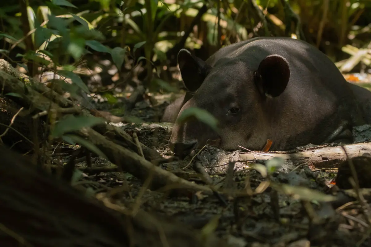 Corcovado experience: Day trip to Sirena - Image 2