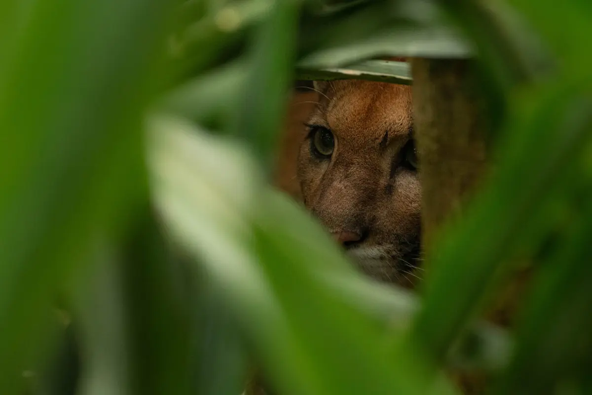 Corcovado experience: Day trip to Sirena - Image 3