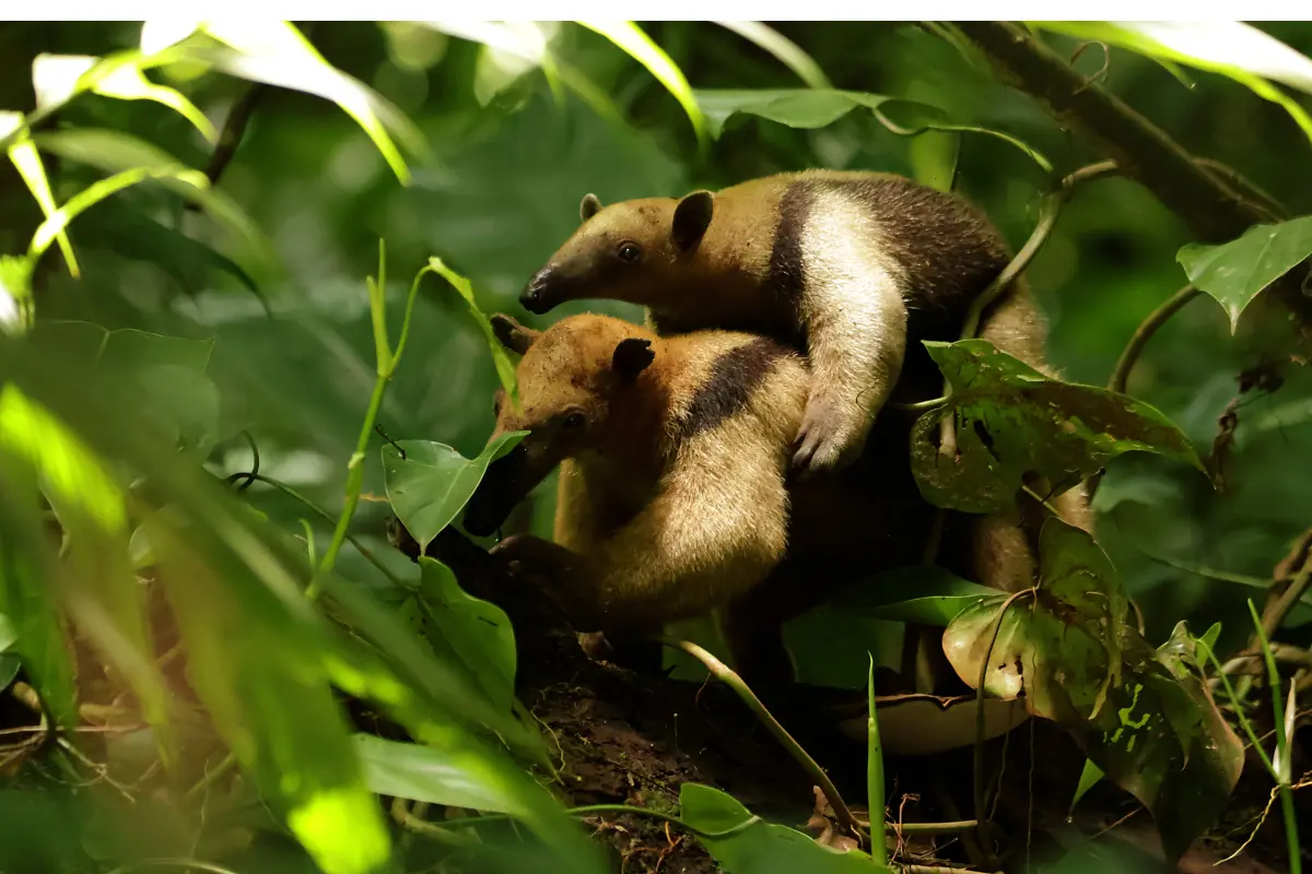 Corcovado experience: Day trip to Sirena - Image 6