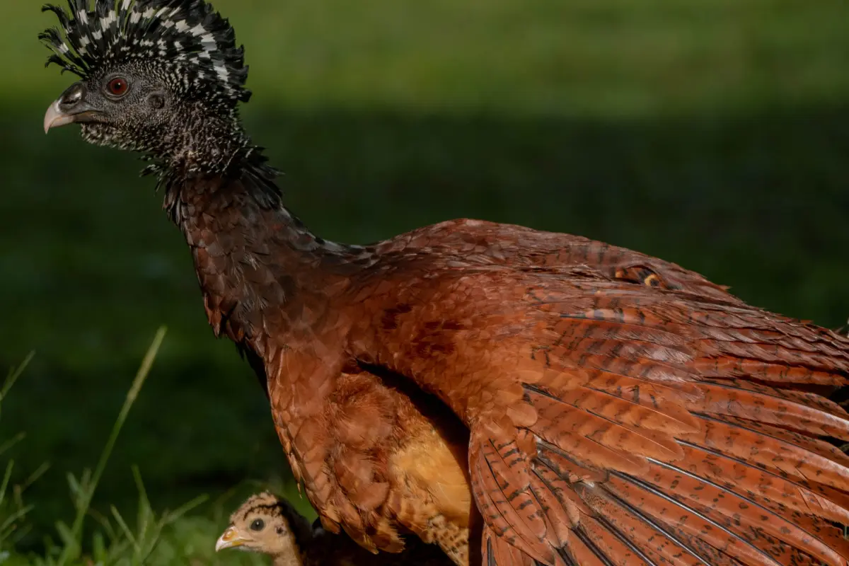 Corcovado experience: Day trip to Sirena - Image 7