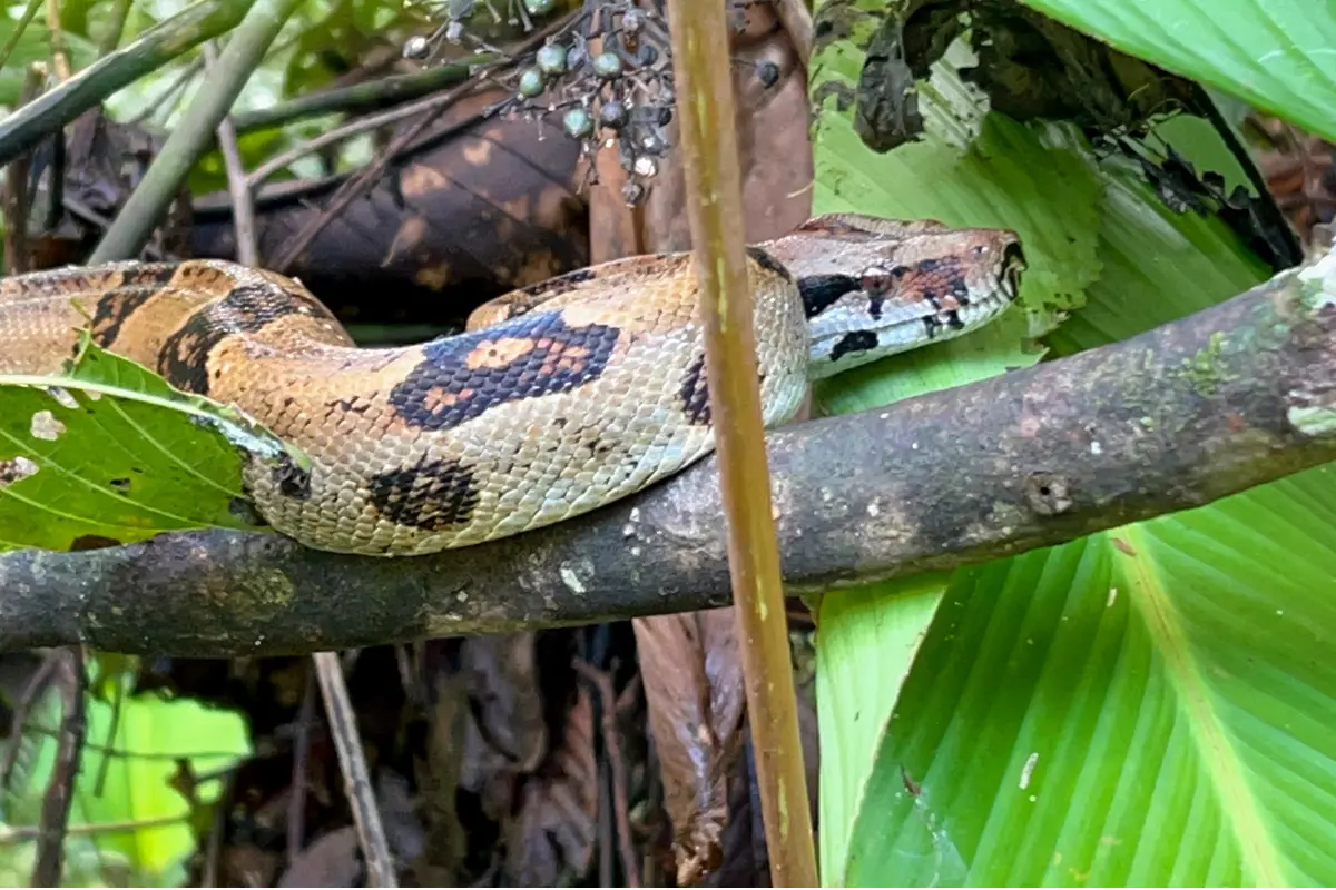 Corcovado experience: Day trip to Sirena - Image 8