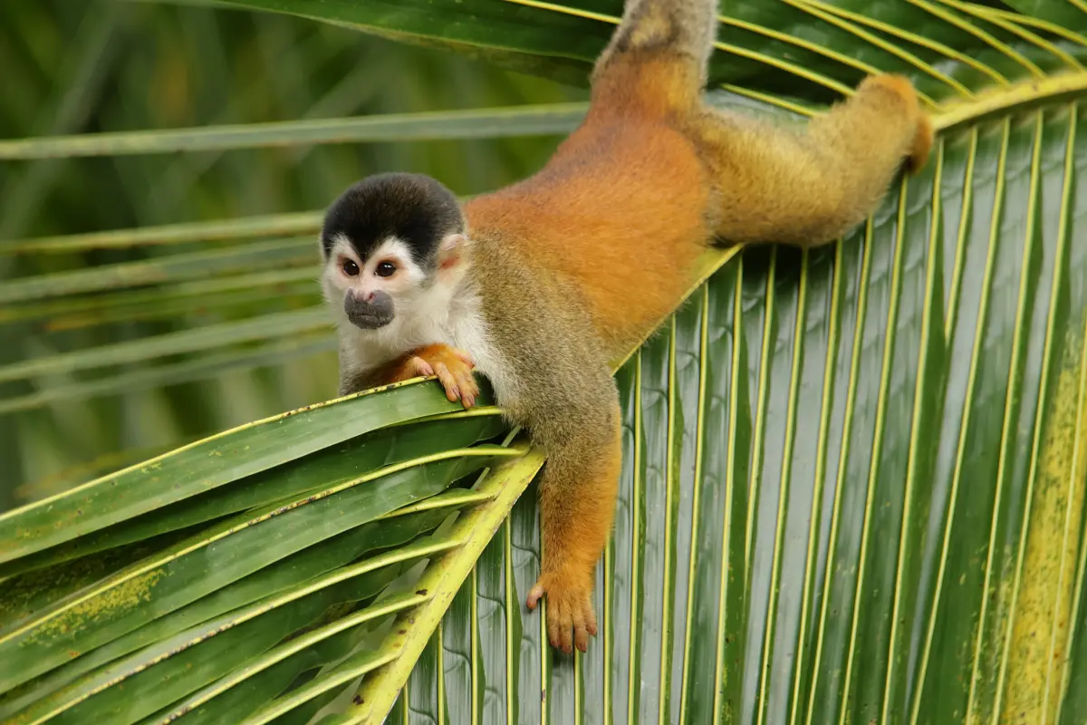 Corcovado experience: 2 days 1 night to Sirena - Image 1