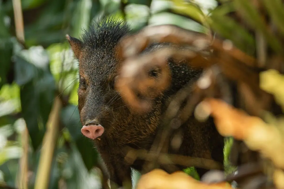 Corcovado experience: 2 days 1 night to Sirena - Image 3