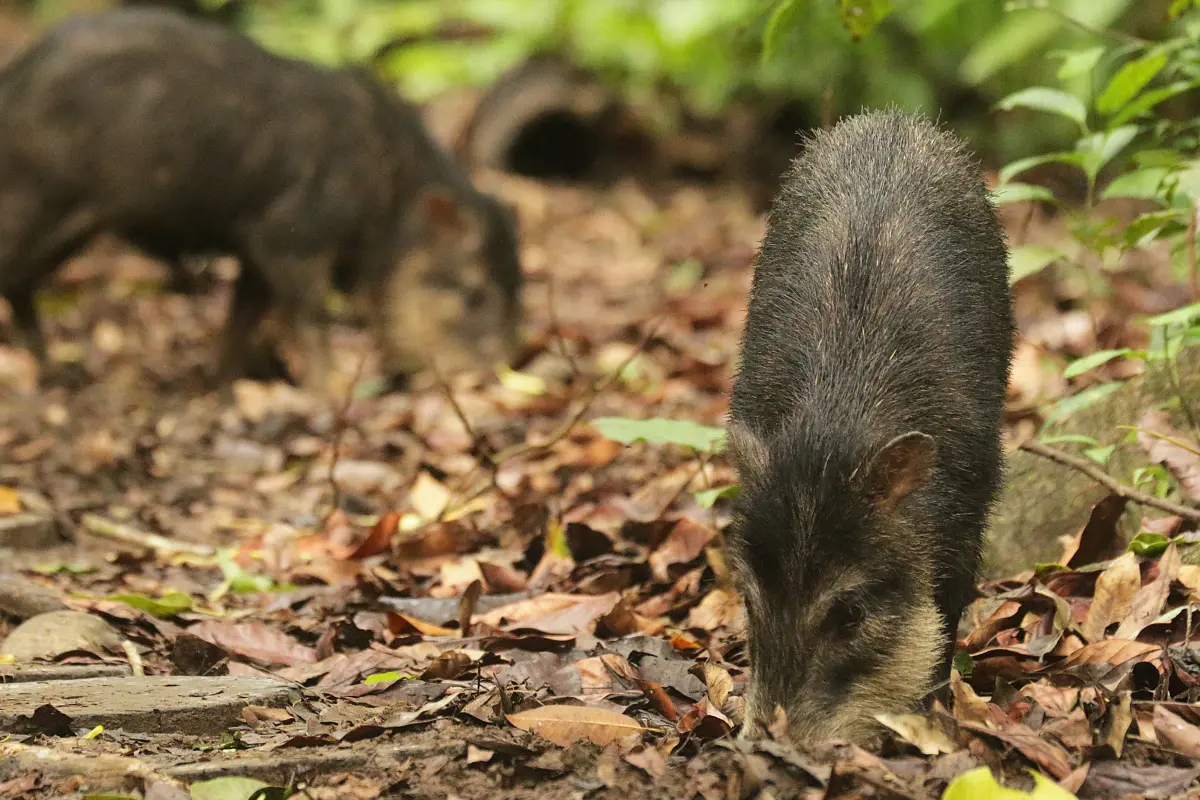 Corcovado experience: 2 days 1 night to Sirena - Image 4