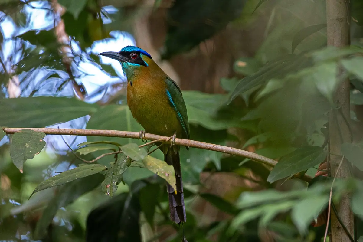 Corcovado experience: 2 days 1 night to Sirena - Image 5