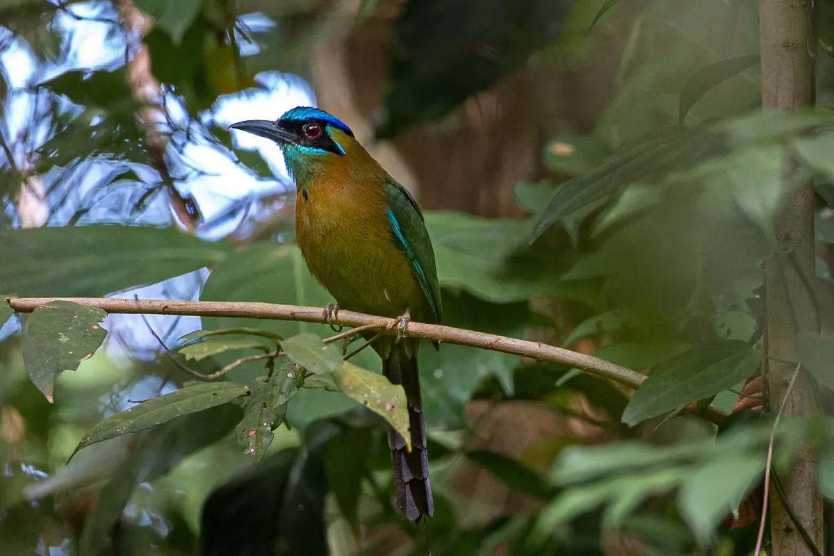 Experiencia de un día y apoyo a los esfuerzos de conservación en Osa - Image 3