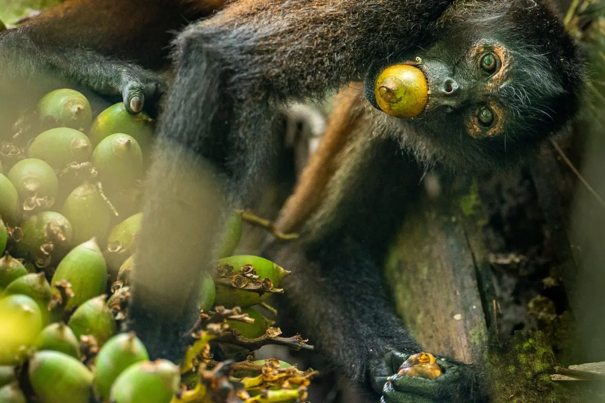 Experiencia de un día y apoyo a los esfuerzos de conservación en Osa - Image 4
