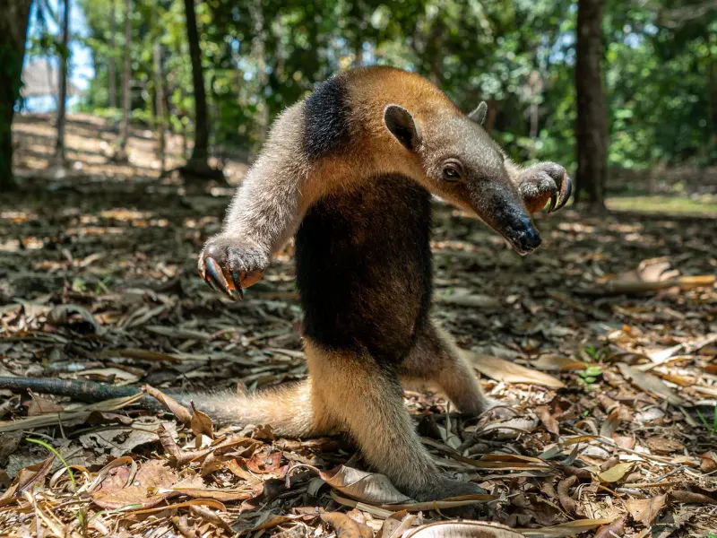 Vista escénica de Matapalo durante la caminata de medio día