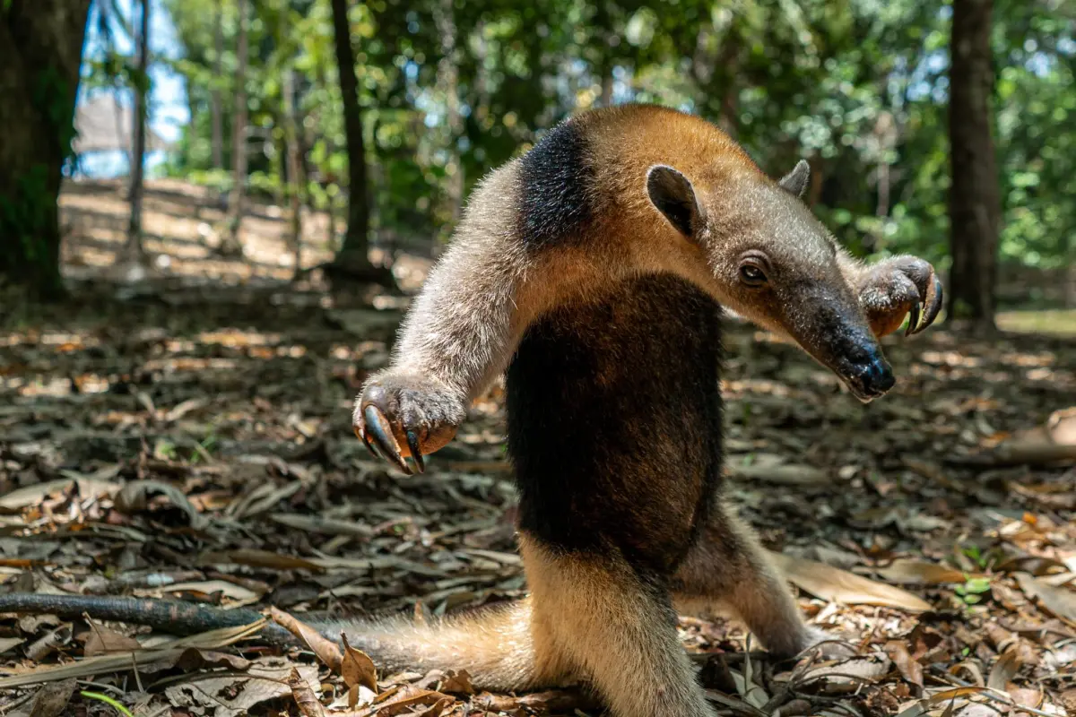 Experiencia de medio día en Matapalo - Image 1