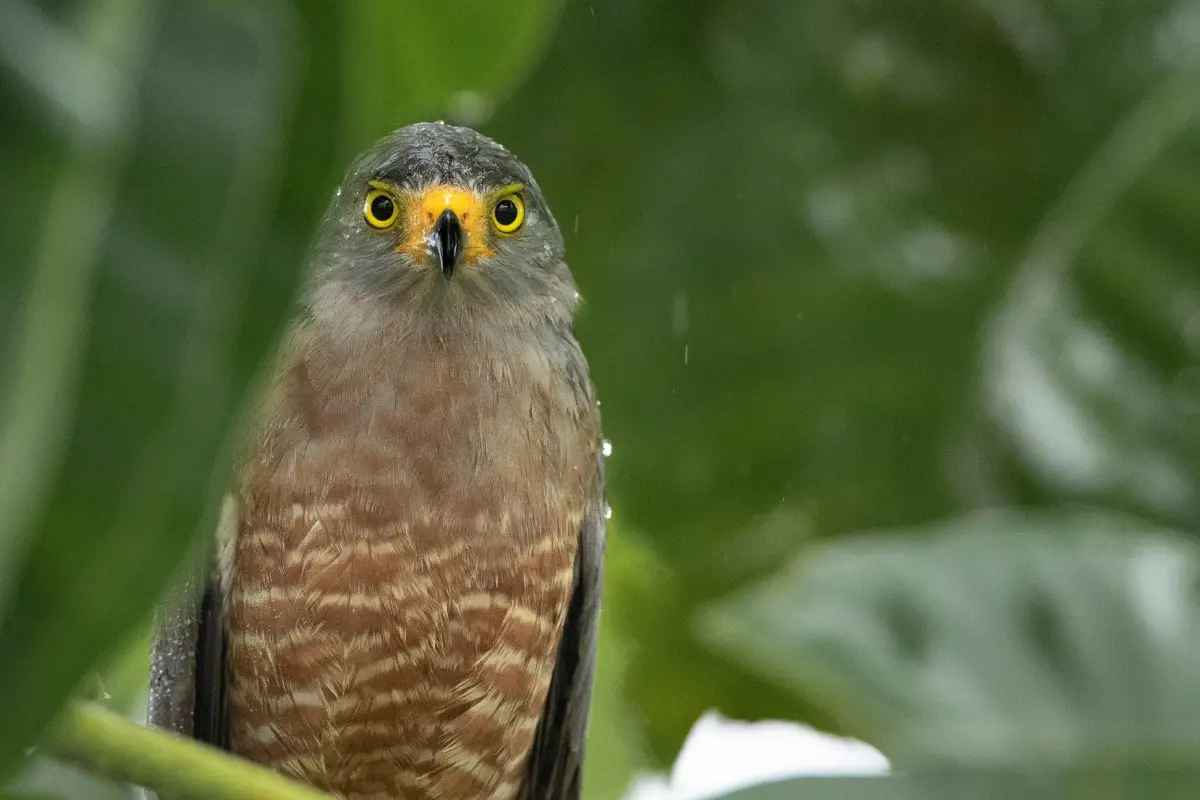 Experiencia de medio día en Matapalo - Image 2