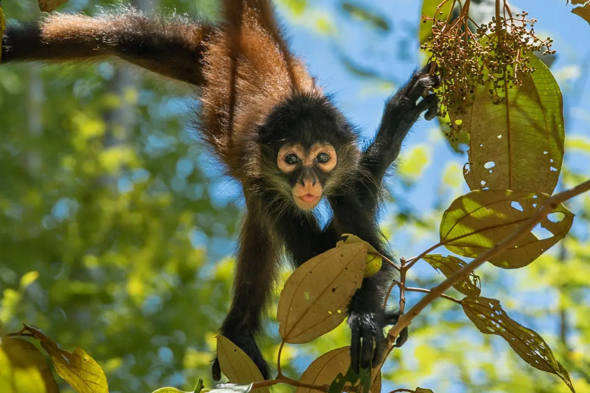 Experiencia de medio día en Matapalo - Image 3