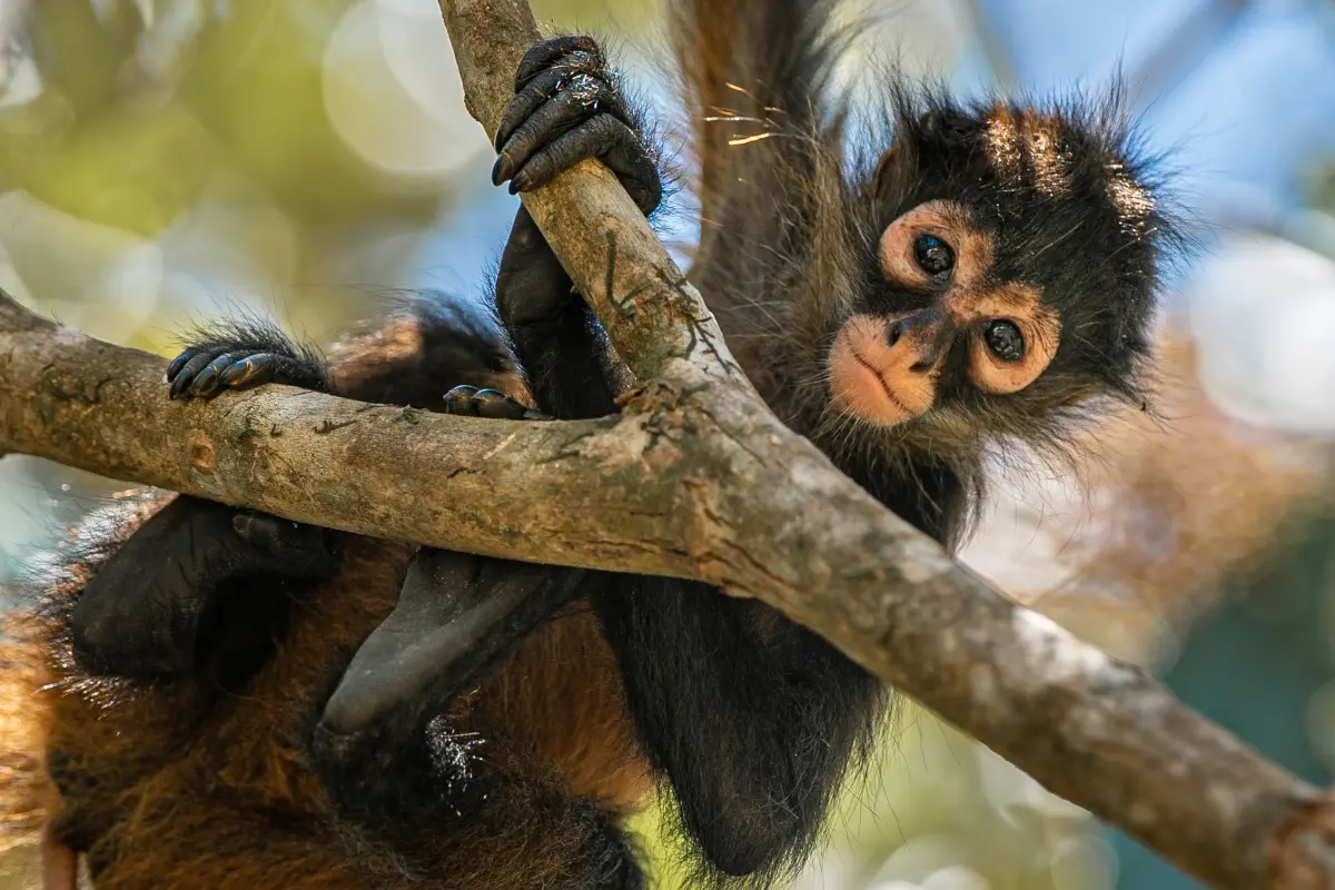Experiencia de medio día en Matapalo - Image 4