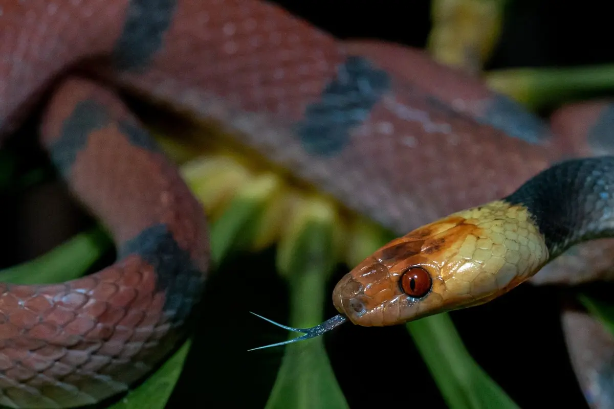 Exploración de caminata nocturna - Image 1