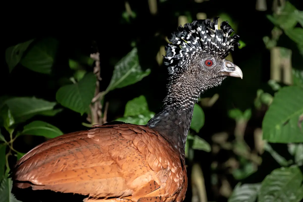 Exploración de caminata nocturna - Image 2