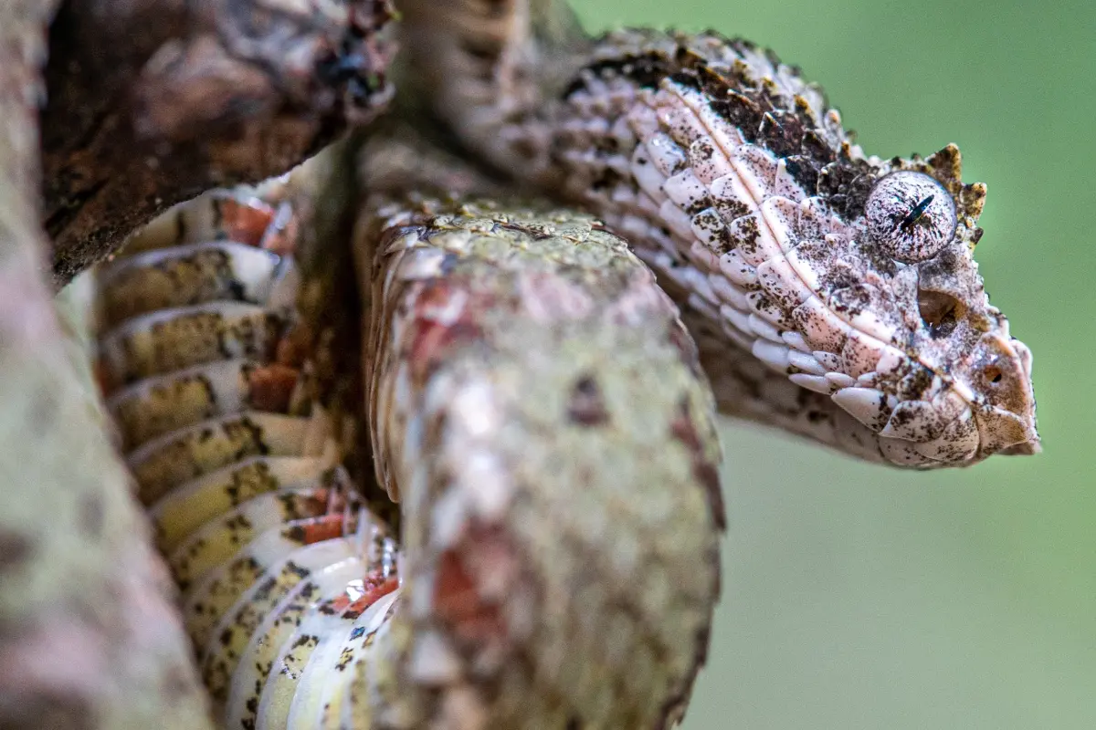 Exploración de caminata nocturna - Image 3