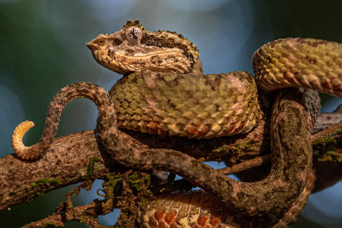 Exploración de caminata nocturna - Image 4